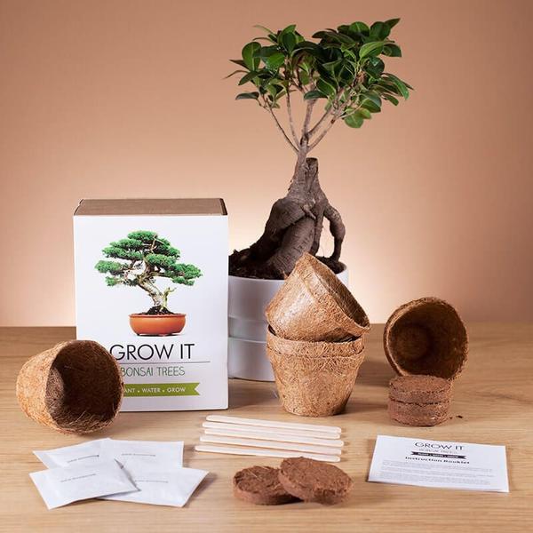 Gift Republic® GROW IT – Bonsai Tré