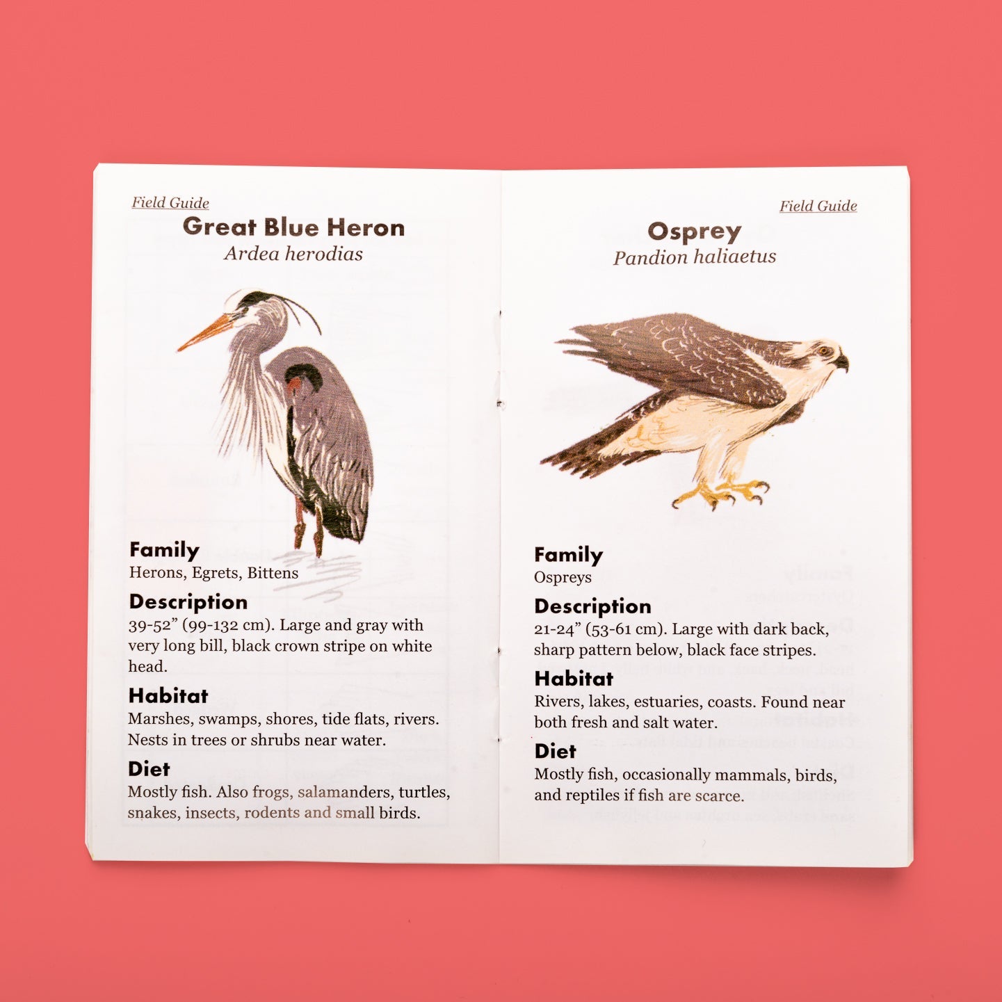 Kikkerland® Huckleberry Kíkir