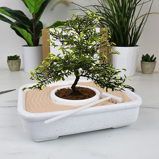 Gift Republic® GARDEN – The Art of Bonsai