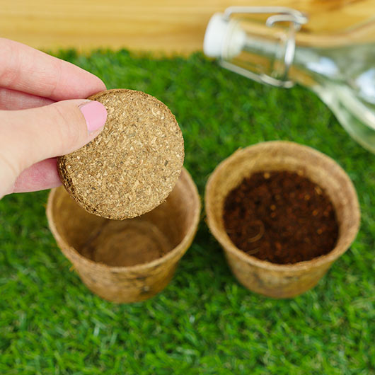 Gift Republic® GROWIT Kjötætu plöntur